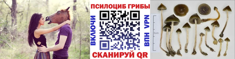 Купить  Северо-Курильск  Псилоцибиновые грибы Psilocybe 